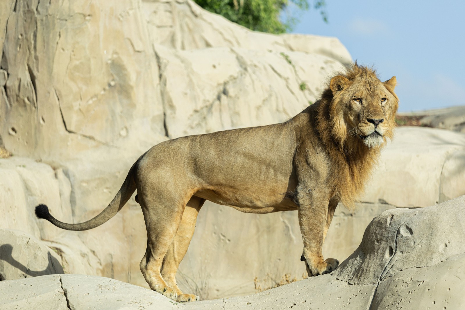 Lion standing on the rocks at Dubai Safari Park