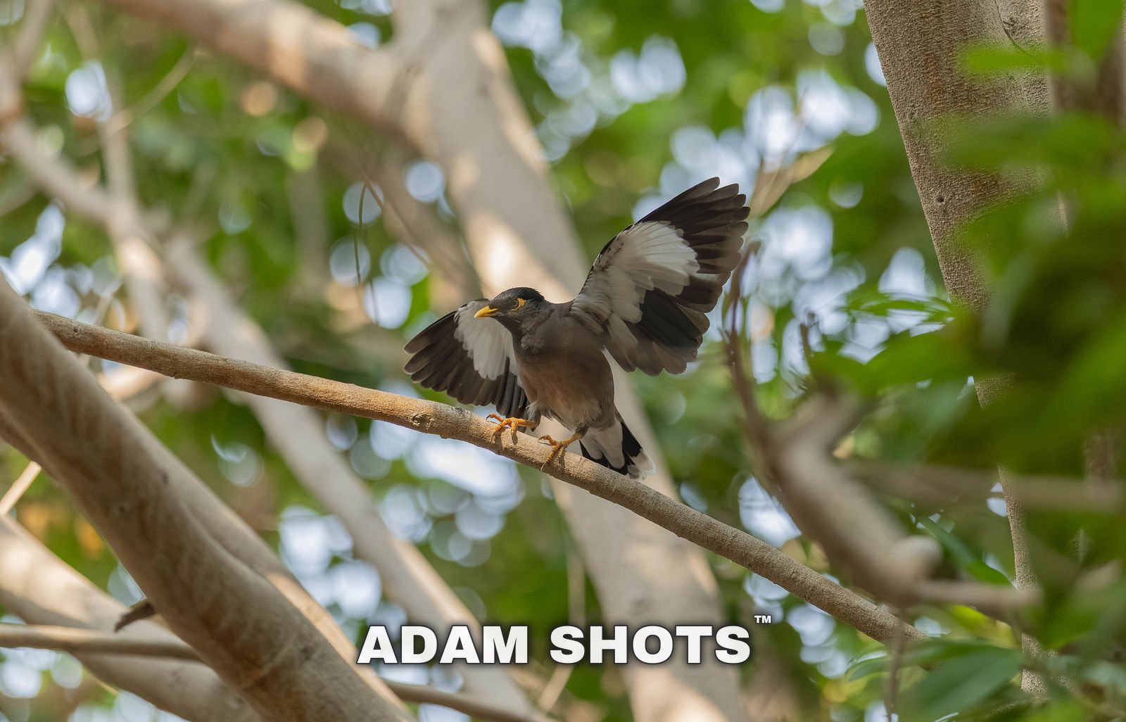 Bird photos