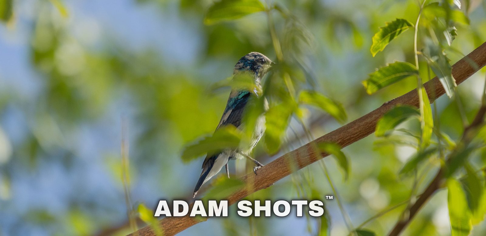 Dubai bird photos